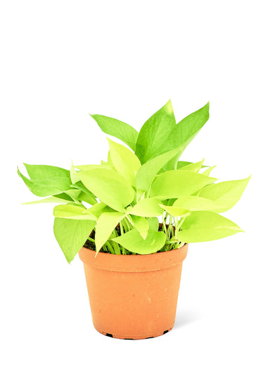 Medium Size Neon Pothos in a growers pot with a white background