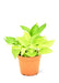 Medium Size Neon Pothos in a growers pot with a white background