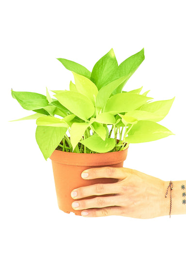 Medium Size Neon Pothos in a growers pot with a white background with a hand holding the pot