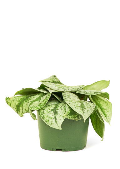 Medium size Exotica Silver Pothos Plant in a growers pot with a white background