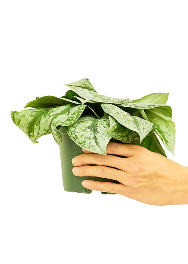 Medium size Exotica Silver Pothos Plant in a growers pot with a white background with a hand holding the pot