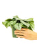 Medium size Exotica Silver Pothos Plant in a growers pot with a white background with a hand holding the pot
