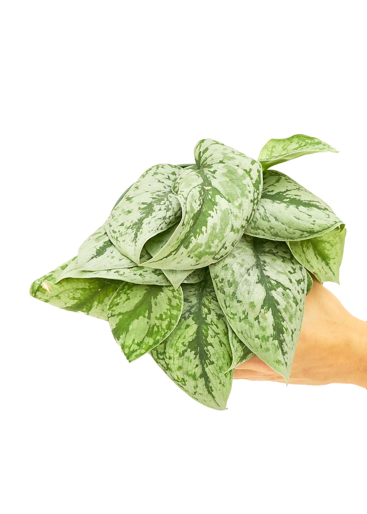 Medium size Exotica Silver Pothos Plant in a growers pot with a white background with a hand holding the pot to show the top view