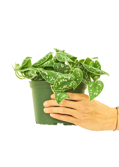 Medium sized Silvery Ann Scindapsus Plant in a growers pot with a white background with a hand holding the pot