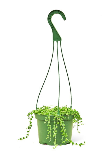 Medium size String of Pearls Hanging Plant in a growers pot with a white background 