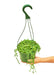 Medium size String of Pearls Hanging Plant in a growers pot with a white background and a hand holding the hook showing the top view