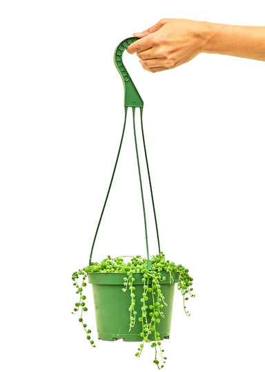 Medium size String of Pearls Hanging Plant in a growers pot with a white background and a hand holding the hook