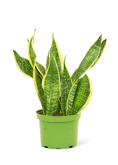 Medium size Laurentii Snake Plant in a growers pot with a white background
