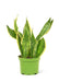 Medium size Laurentii Snake Plant in a growers pot with a white background