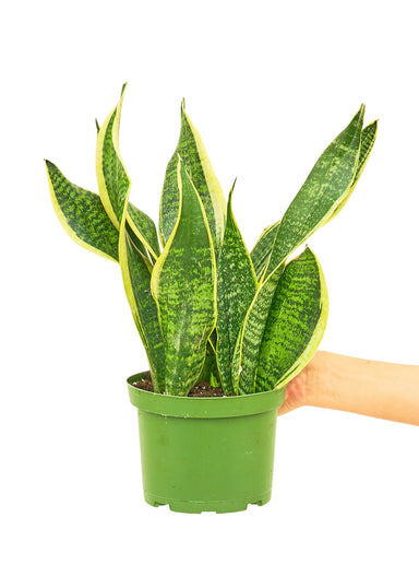 Medium size Laurentii Snake Plant in a growers pot with a white background and a hand holding the back of the pot