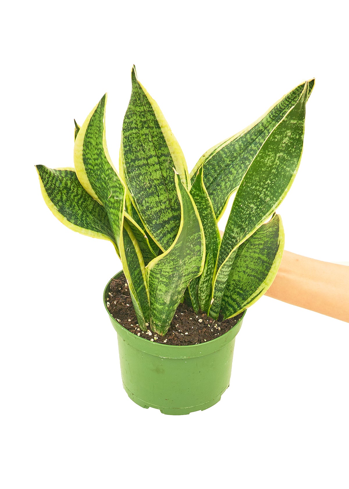 Medium size Laurentii Snake Plant in a growers pot with a white background and a hand holding the pot to show the top view