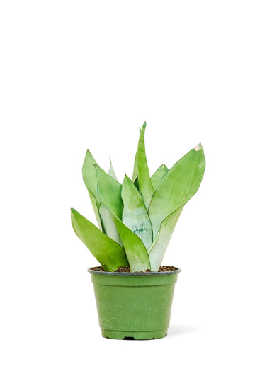 Medium size Moon Shine Snake Plant in a growers pot with a white background