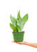 Medium size Moon Shine Snake Plant in a growers pot with a white background with a hand holding the pot