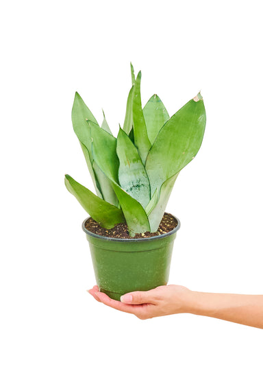 Medium size Moon Shine Snake Plant in a growers pot with a white background with a hand holding the pot for a view of the top
