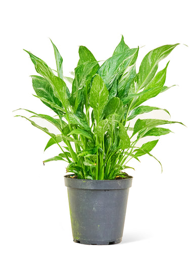 Medium Size Variegated Peace Lily Plant in a growers pot with a white background