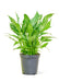 Medium Size Variegated Peace Lily Plant in a growers pot with a white background