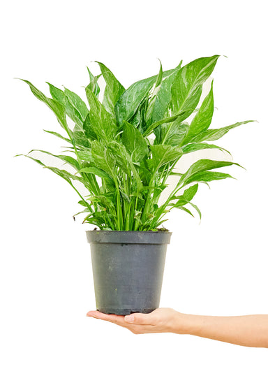 Medium Size Variegated Peace Lily Plant in a growers pot with a white background and a hand holding the bottom