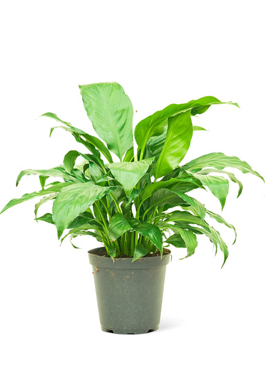 Medium Peach Lily plant in a growers pot with a white background