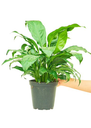 Medium Peach Lily plant in a growers pot with a white background with a hand holding the pot
