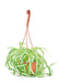 Medium Size Hanging Bonnie Spider Plant in a growers hanging basket with a white background