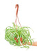 Medium Size Hanging Bonnie Spider Plant in a growers hanging basket with a white background with a hand holding the basket underneath showing a slight top view