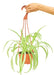 Medium size Spider Plant in a growers hanging basket with a white background and a hand holding the hook