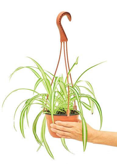 Medium size Spider Plant in a growers hanging basket with a white background and a hand holding the pot