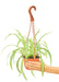 Medium size Spider Plant in a growers hanging basket with a white background and a hand holding the pot