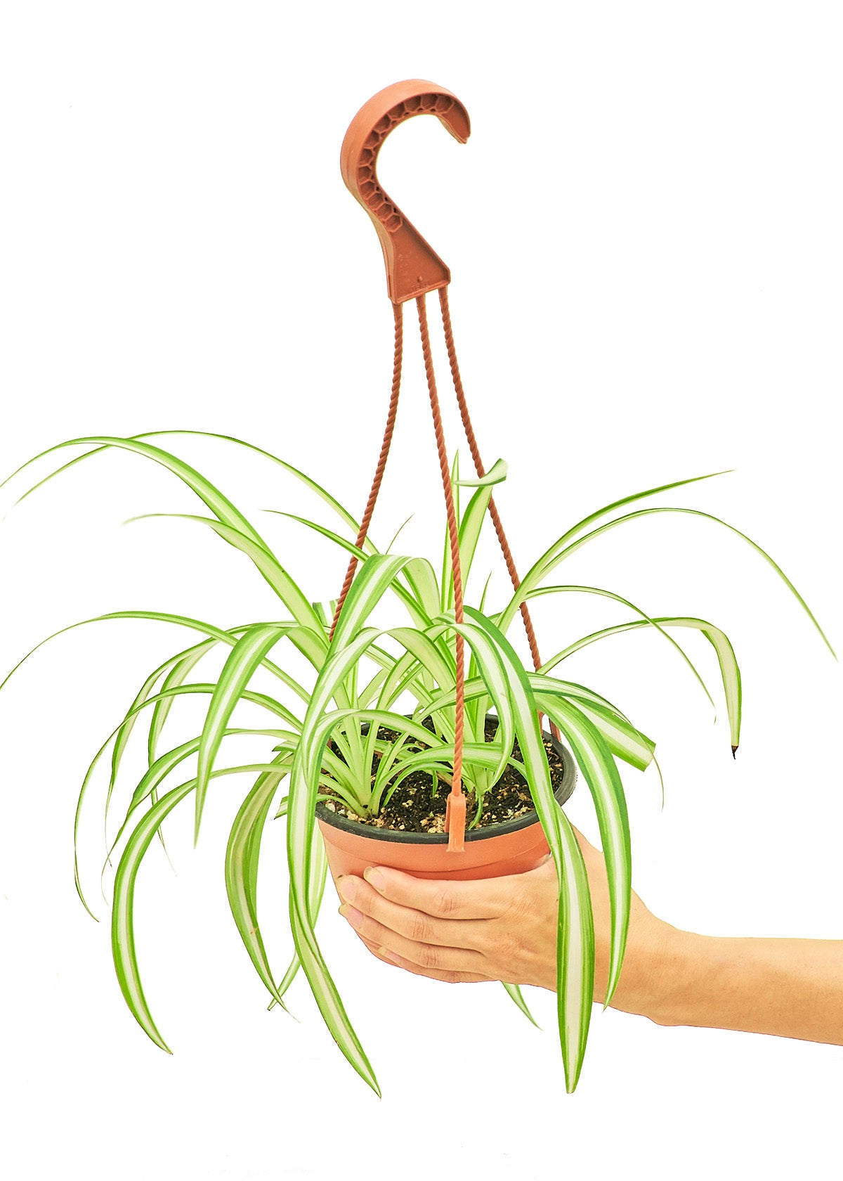 Medium size Spider Plant in a growers hanging basket with a white background and a hand holding the pot to show a slight top view