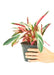 Medium size Stromanthe Triostar Plant in a growers pot with a white background with a hand holding the pot