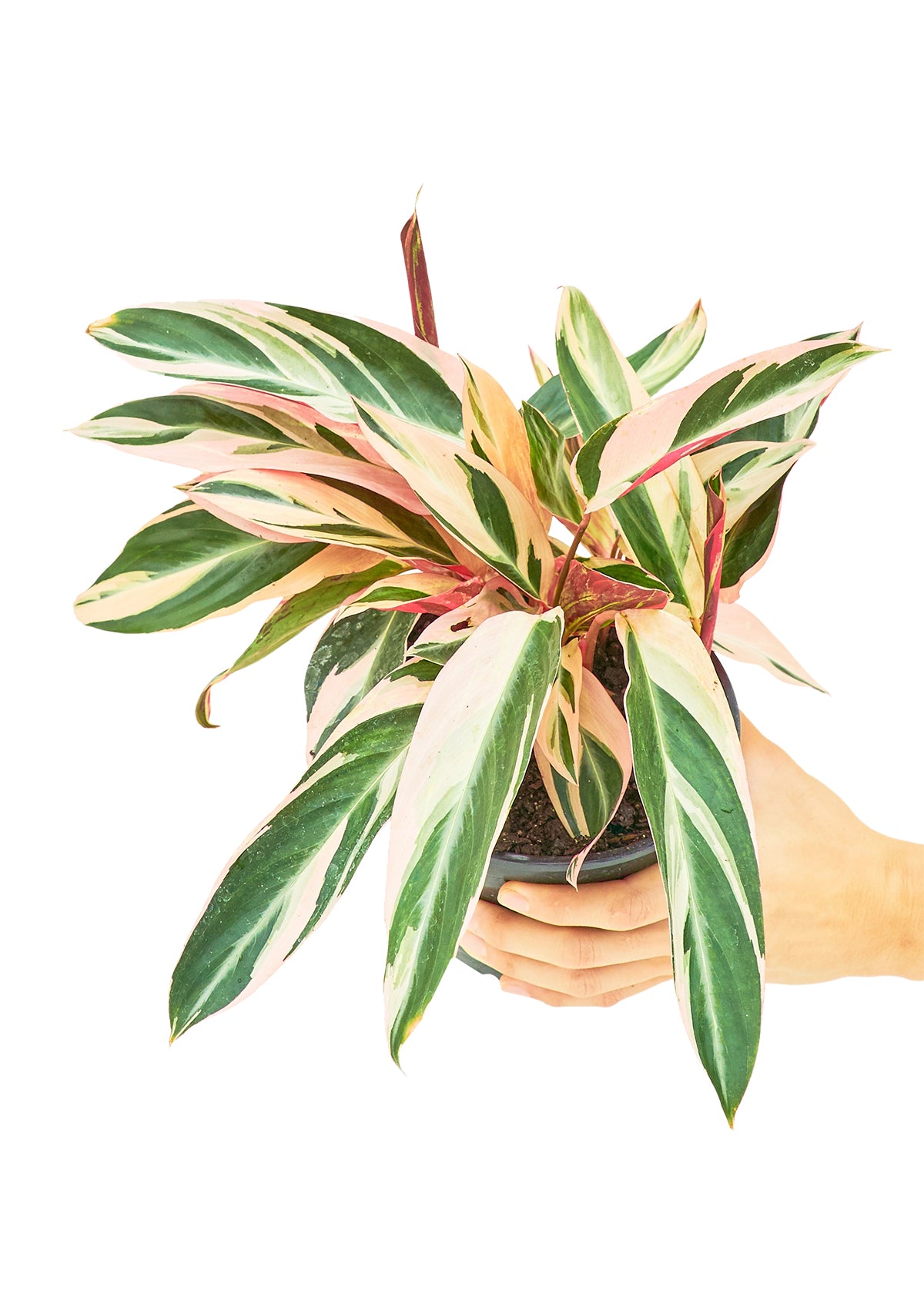 Medium size Stromanthe Triostar Plant in a growers pot with a white background with a hand holding the pot showing the top view