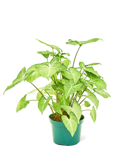 Medium size White Arrowhead Plant in a growers pot with a white background