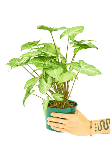 Medium size White Arrowhead Plant in a growers pot with a white background and a hand holding the pot