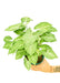 Medium size White Arrowhead Plant in a growers pot with a white background and a hand holding the pot to show the top view