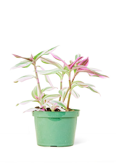 Medium size Nanouk Tradescantia Plant in a growers pot with a white background