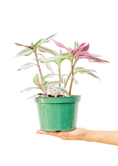 Medium size Nanouk Tradescantia Plant in a growers pot with a white background with a hand holding the bottom of the pot