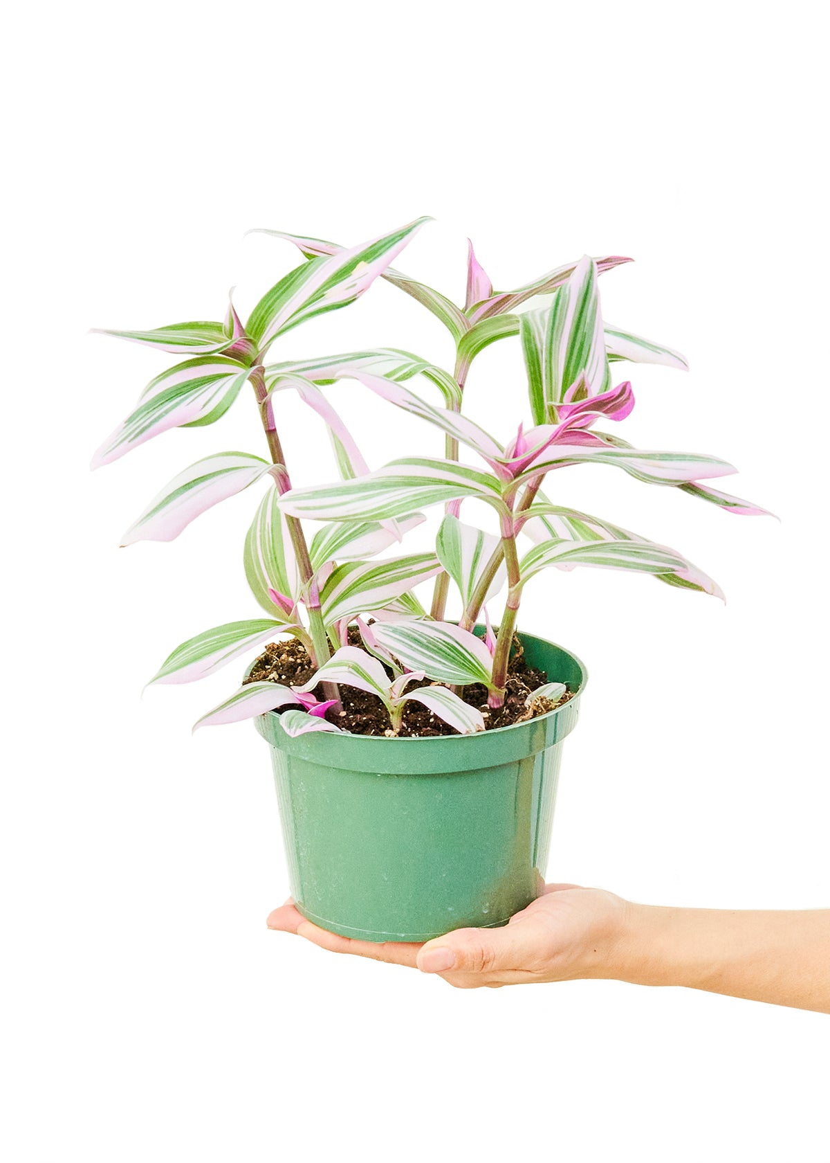 Medium size Nanouk Tradescantia Plant in a growers pot with a white background with a hand holding the bottom of the pot at a slight angle showing the top