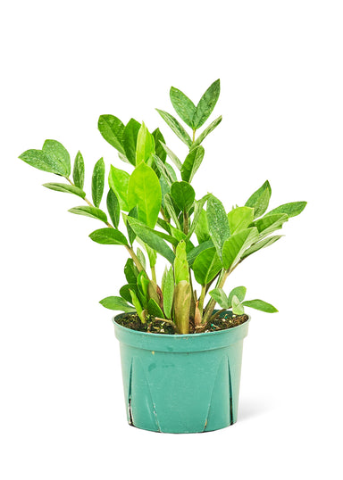 Medium Sized ZZ Plant in a growers pot with a white background