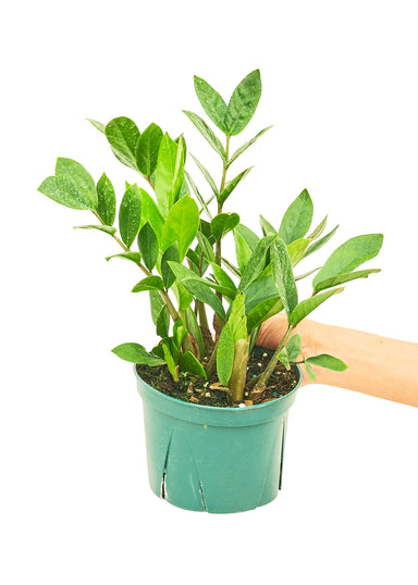 Medium Sized ZZ Plant in a growers pot with a white background with a hand holding the pot