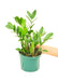 Medium Sized ZZ Plant in a growers pot with a white background with a hand holding the pot