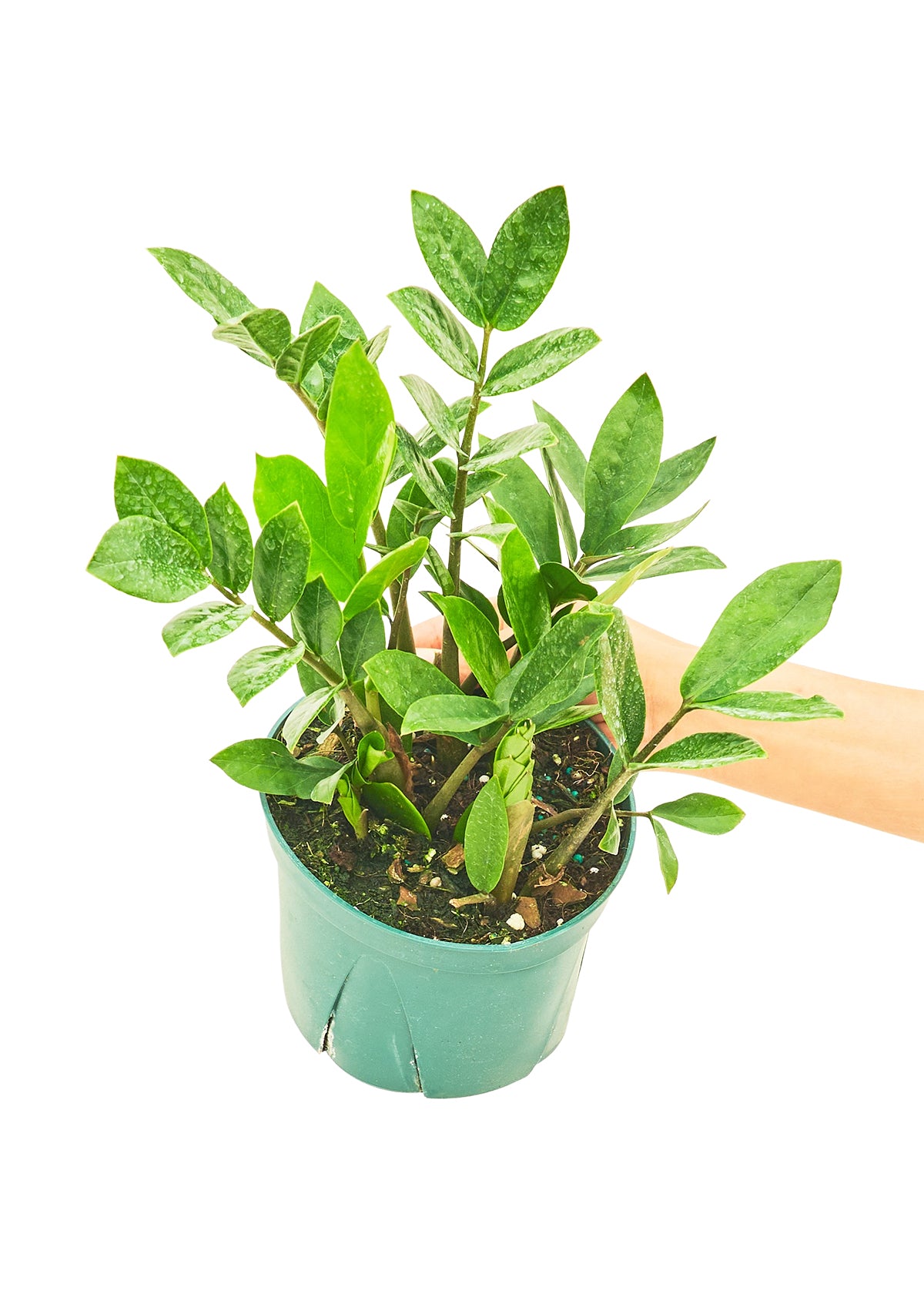 Medium Sized ZZ Plant in a growers pot with a white background with a hand holding the pot to show the top view