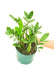 Medium Sized ZZ Plant in a growers pot with a white background with a hand holding the pot to show the top view