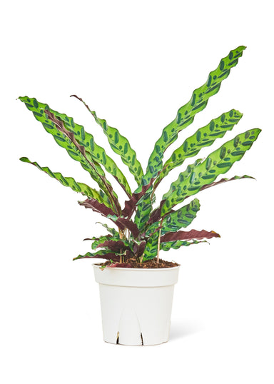Large size Calathea Rattlesnake plant in a growers pot with a white background