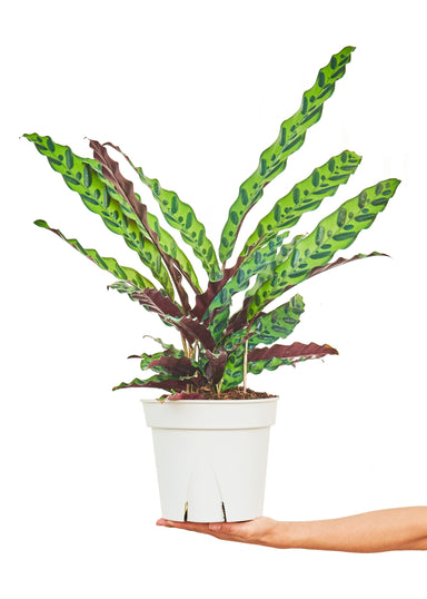 Large size Calathea Rattlesnake plant in a growers pot with a white background with a hand holding the pot
