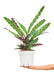 Large size Calathea Rattlesnake plant in a growers pot with a white background with a hand holding the pot