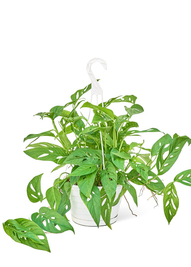 Large size Swiss Cheese Vine Hanging Plant in a growers pot with a white background