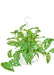 Large size Swiss Cheese Vine Hanging Plant in a growers pot with a white background