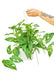 Large size Swiss Cheese Vine Hanging Plant in a growers pot with a white background with a hand holding the hook
