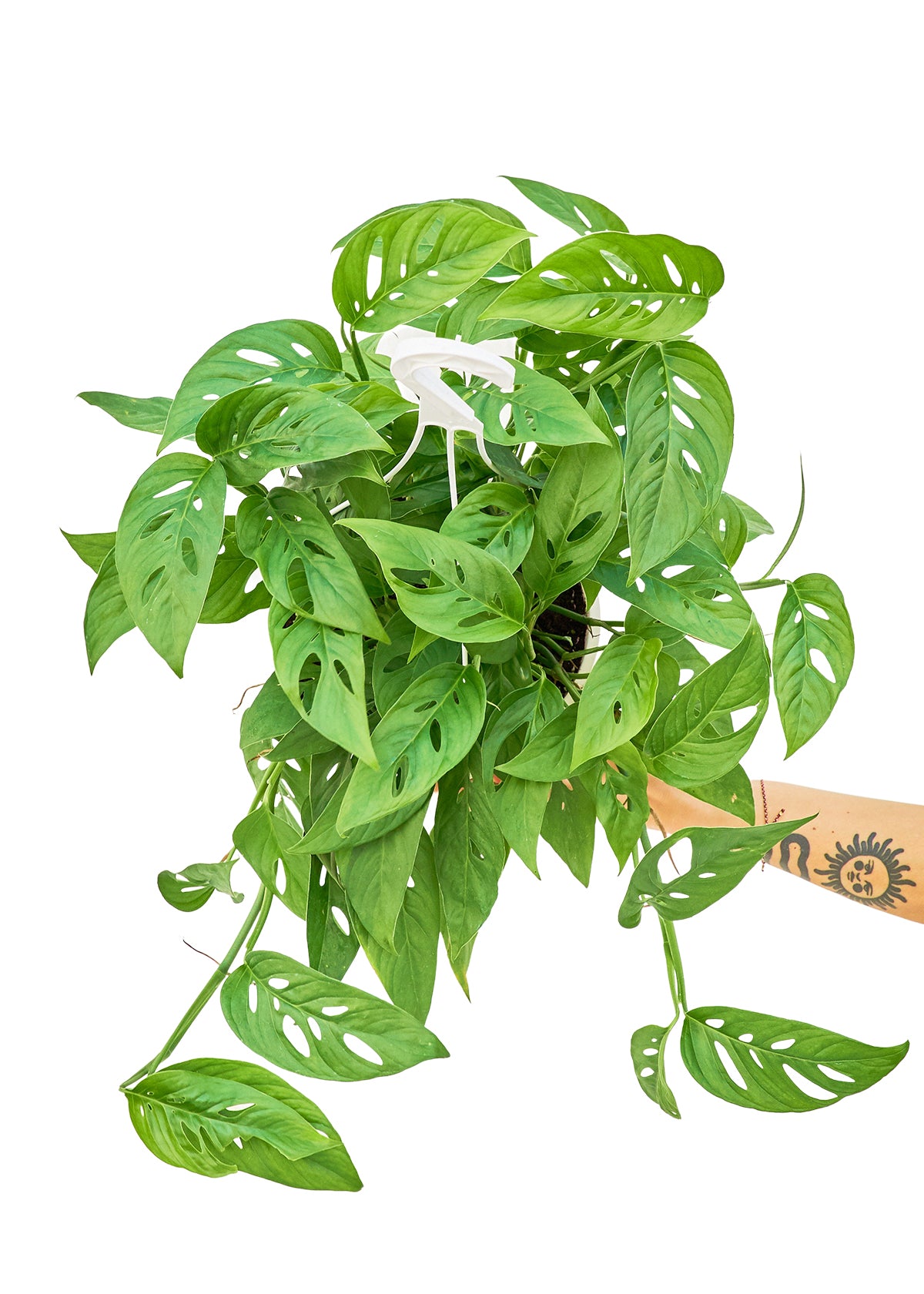 Large size Swiss Cheese Vine Hanging Plant in a growers pot with a white background with a hand holding the bottom of the pot to show the top view