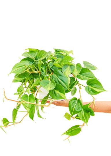 Large Brazil Philodendron in a growers pot with a white background with a hand holding the bottom of the pot